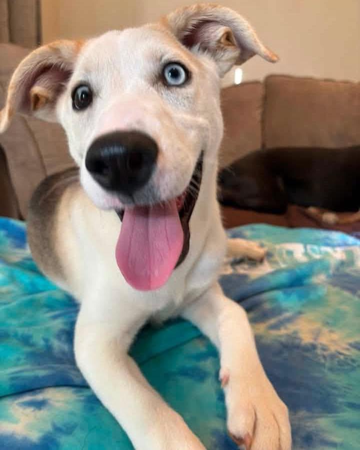 Matcha, ADOPTABLE, Puppy Female Siberian Husky & Coonhound.