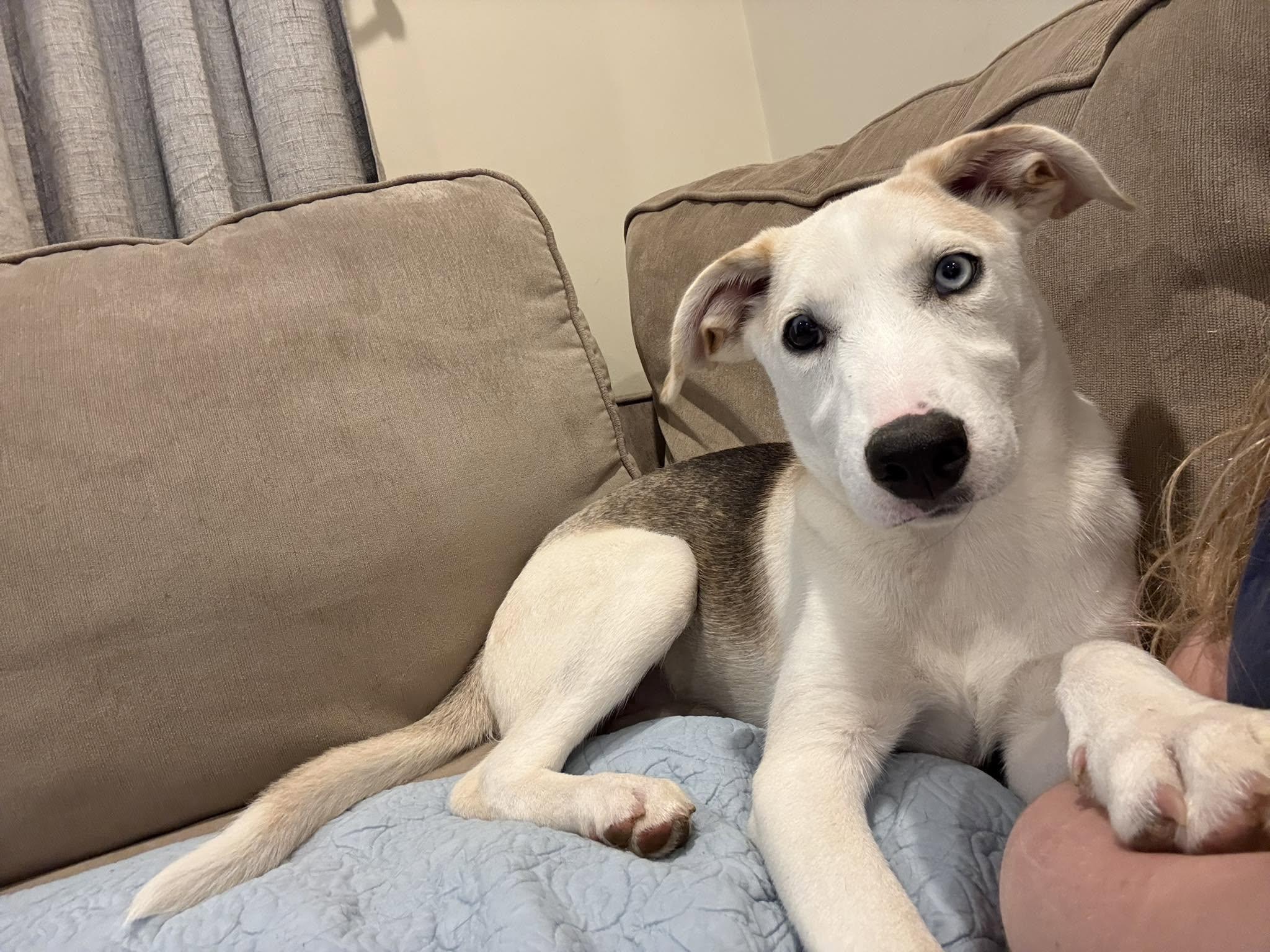 Matcha, a ADOPTABLE mixed breed in Nottingham, MD image 3/3