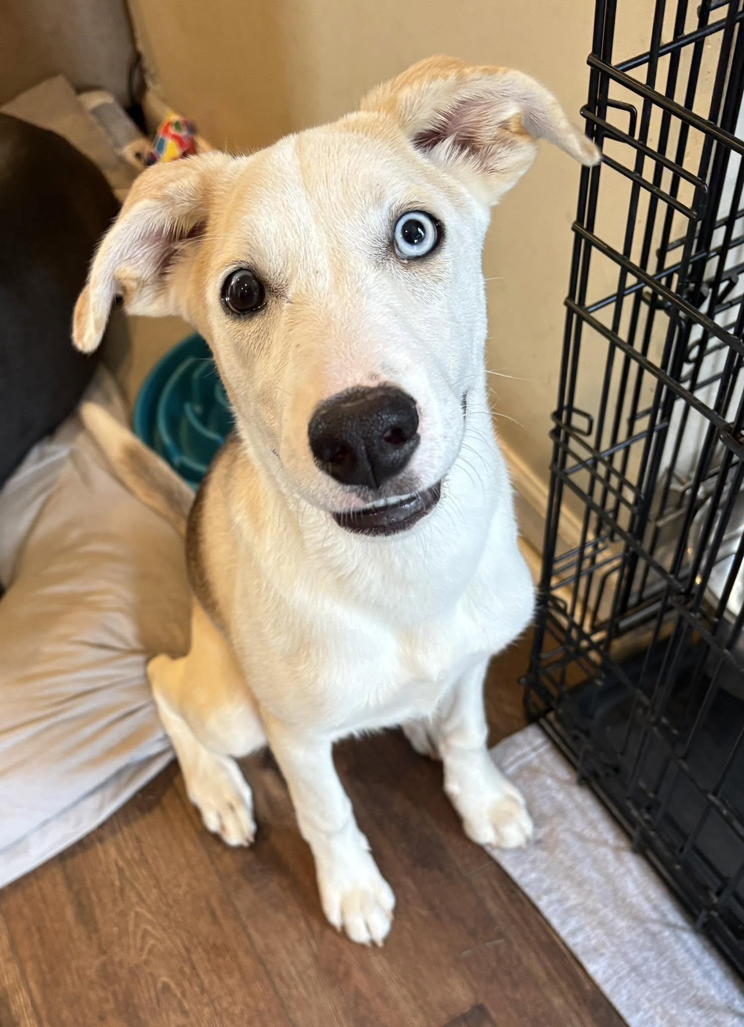 Matcha, a ADOPTABLE mixed breed in Nottingham, MD image 2/3