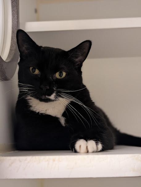 Submarine, adopted, Young Female Domestic Short Hair.
