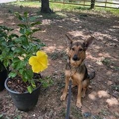 Enlarge Freya, an adopted German Shepherd Dog in Roswell, GA image 2/3
