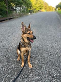Enlarge Freya, an adopted German Shepherd Dog in Roswell, GA image 3/3
