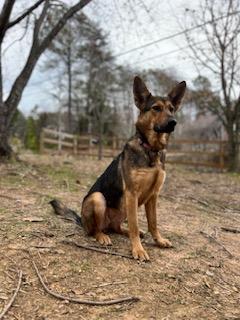Enlarge Freya, an adopted German Shepherd Dog in Roswell, GA image 1/3