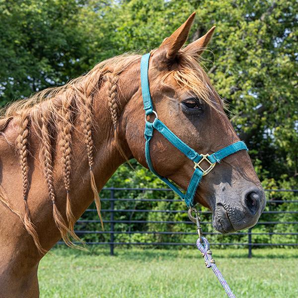 Ruby, Adoptable, Senior Female Saddlebred.