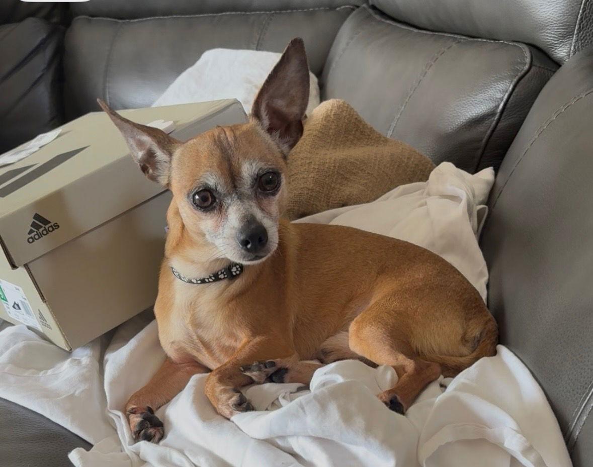 Enlarge Spud, a Adopted Chihuahua in Orlando, FL image 1/3