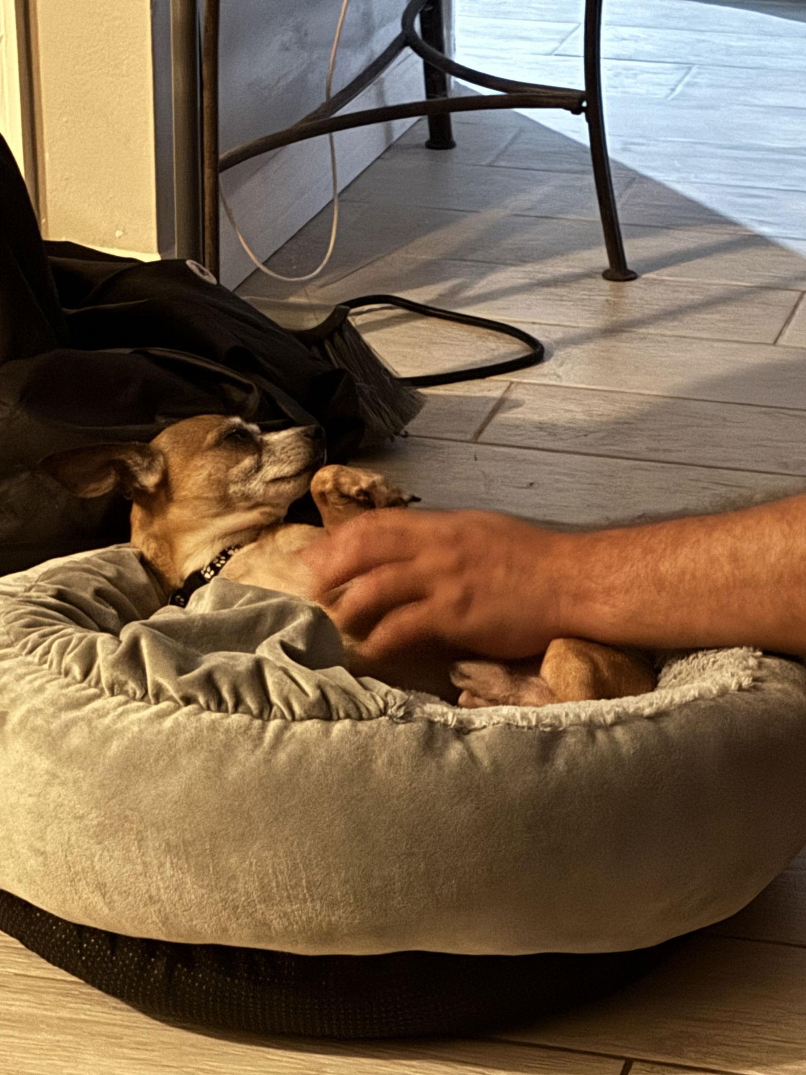 Enlarge Spud, a Adopted Chihuahua in Orlando, FL image 2/3