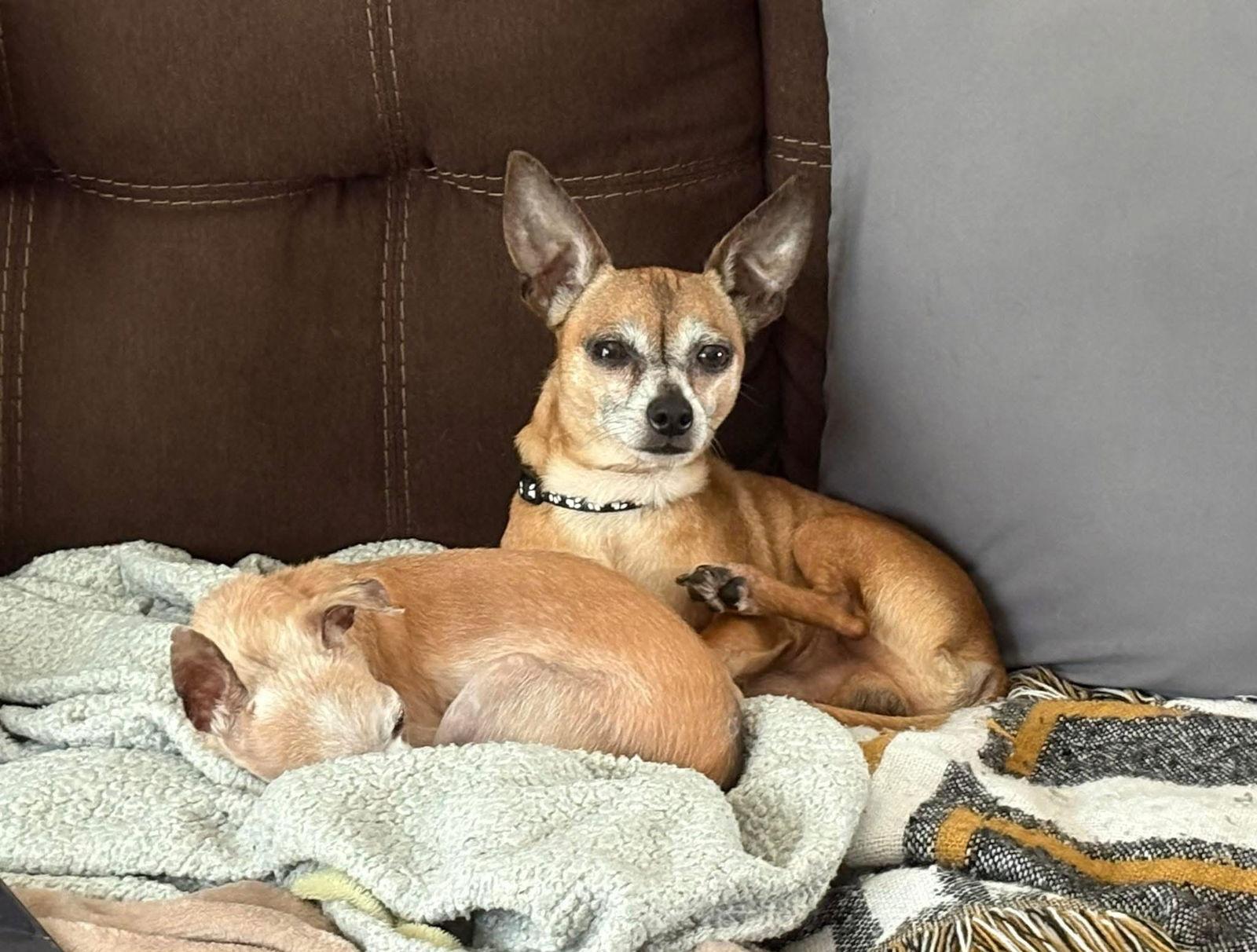 Enlarge Spud, a Adopted Chihuahua in Orlando, FL image 3/3