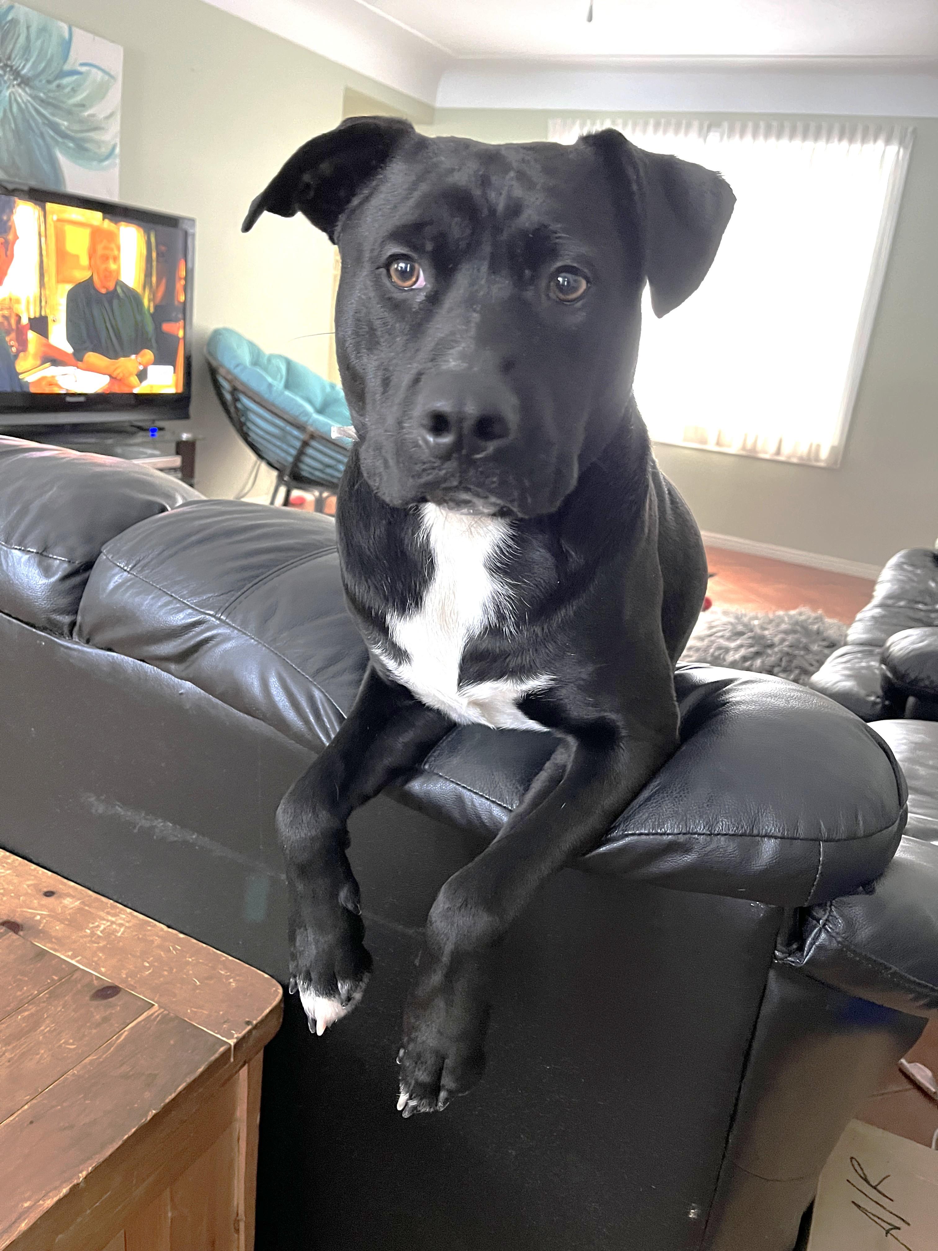 Marlin, Adult Male Labrador Retriever