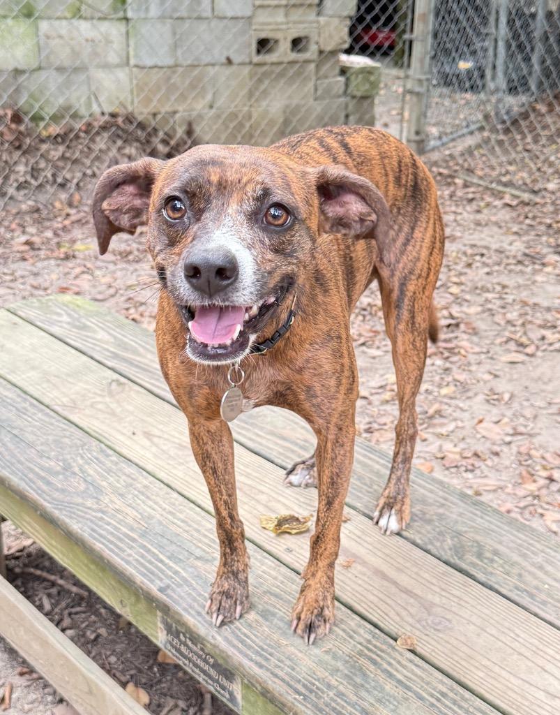 Enlarge Courage, a Adoptable mixed breed in Hampton, VA image 2/3