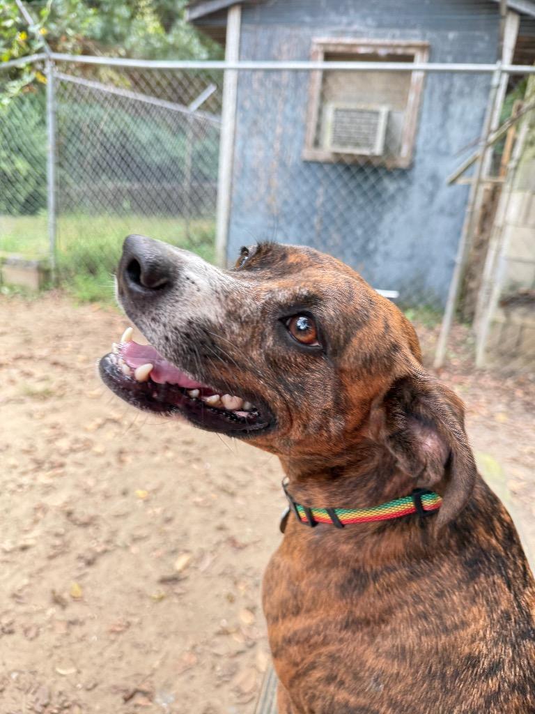 Enlarge Courage, a Adoptable mixed breed in Hampton, VA image 3/3