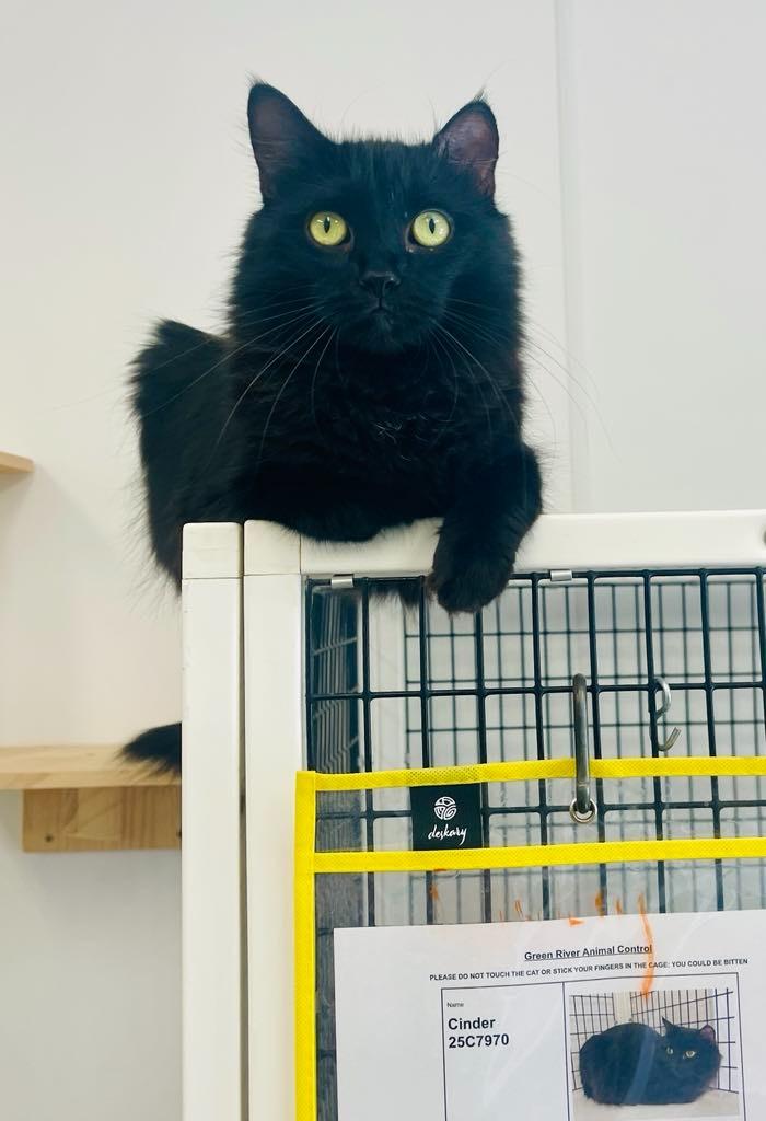 Bella, Adoptable, Adult Female Domestic Long Hair.