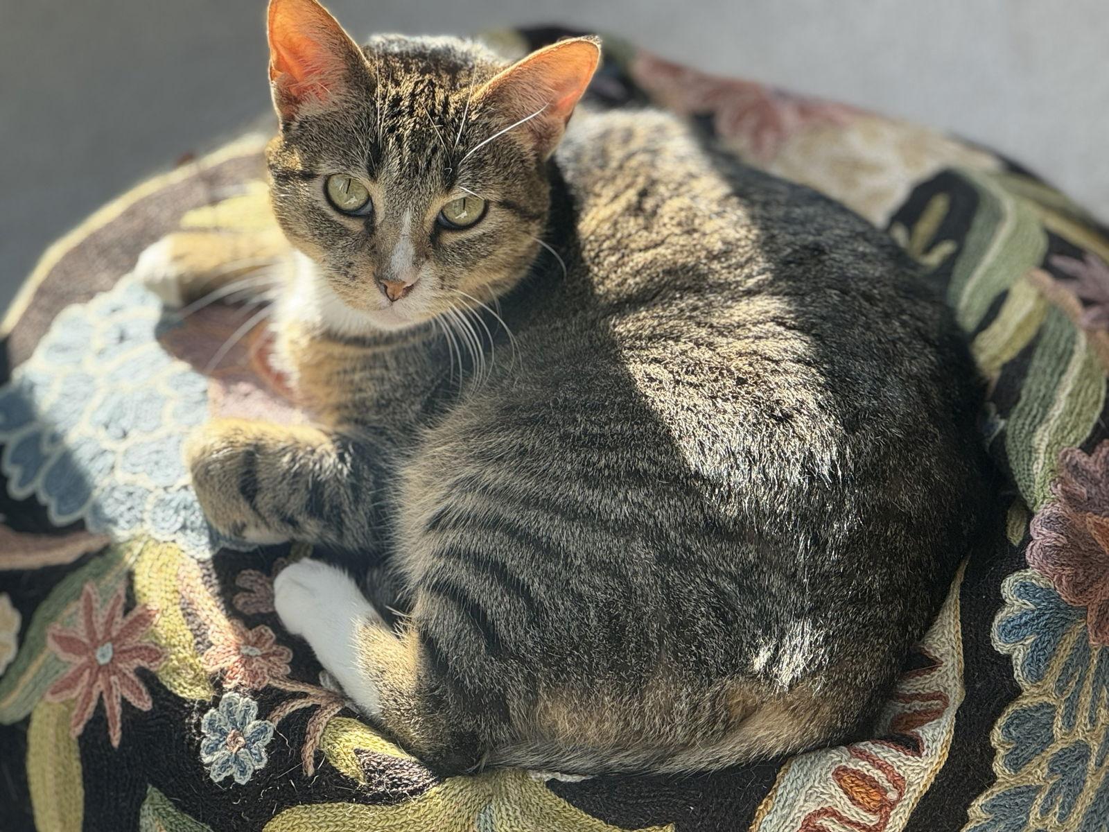 Enlarge Dream (bonded with Padrick), a Adoptable Domestic Short Hair in Oakland, CA image 1/3