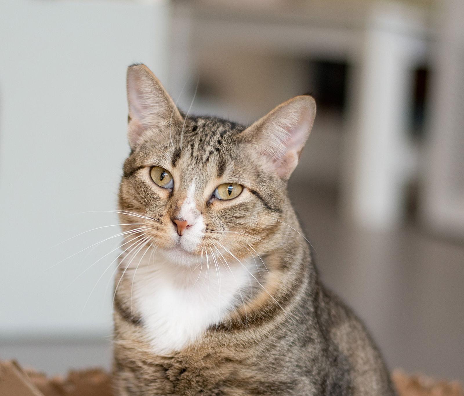 Enlarge Dream (bonded with Padrick), a Adoptable Domestic Short Hair in Oakland, CA image 2/3