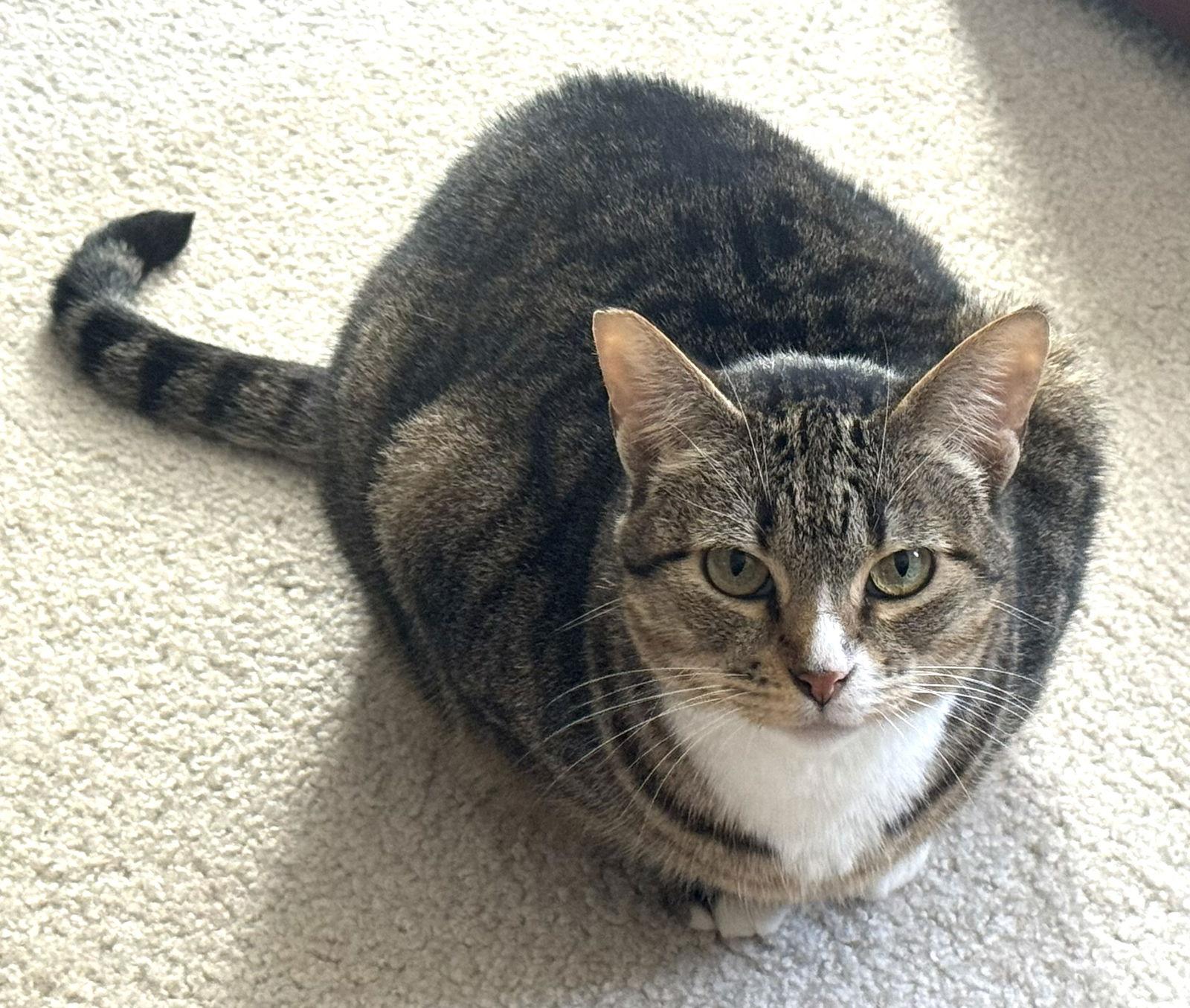 Enlarge Dream (bonded with Padrick), a Adoptable Domestic Short Hair in Oakland, CA image 3/3