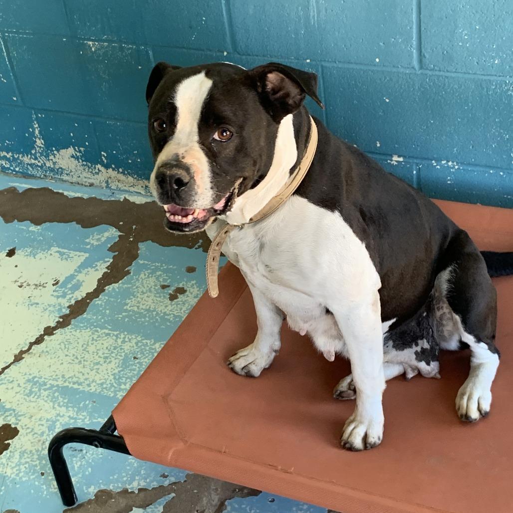 Enlarge Thomasaina, a Adoptable American Bulldog in Hearne, TX image 3/3