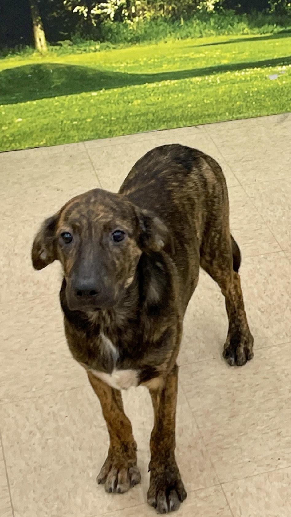 Enlarge Corky, a Adoptable mixed breed in Medfield, MA image 1/3