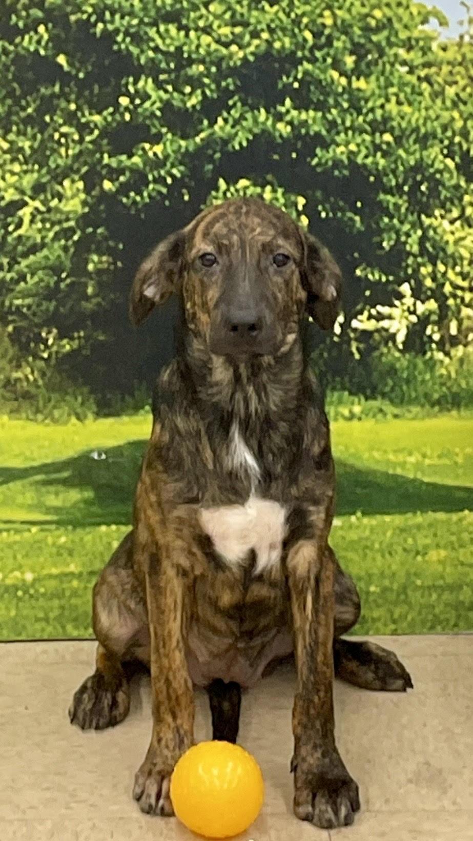 Enlarge Corky, a Adoptable mixed breed in Medfield, MA image 2/3