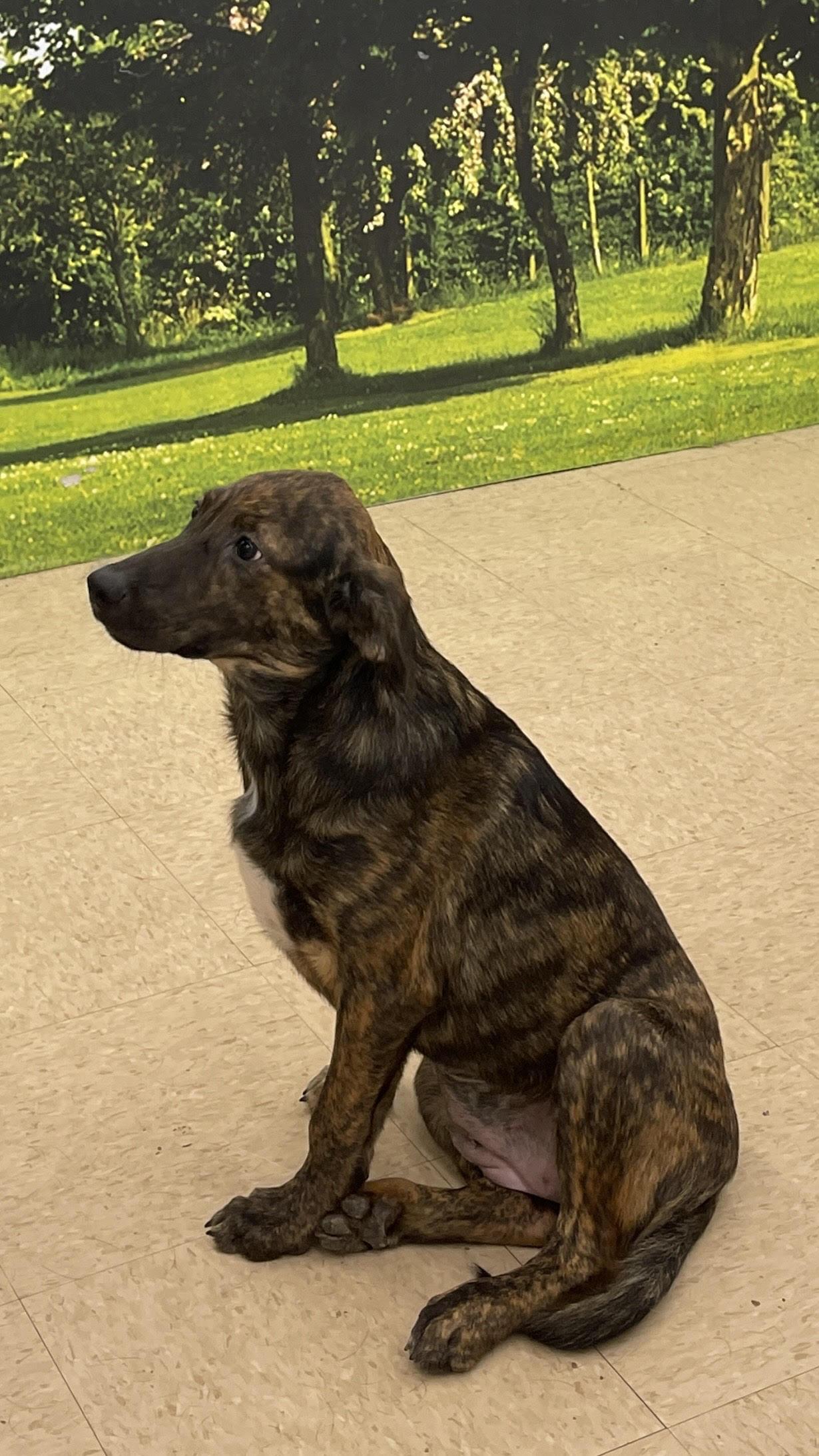 Enlarge Corky, a Adoptable mixed breed in Medfield, MA image 3/3