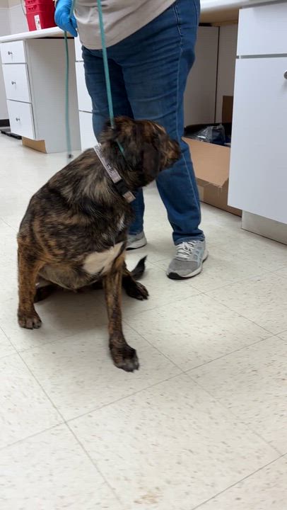 Enlarge Corky-- Come Meet Me!, a Adoptable mixed breed in Medfield, MA video 2/4