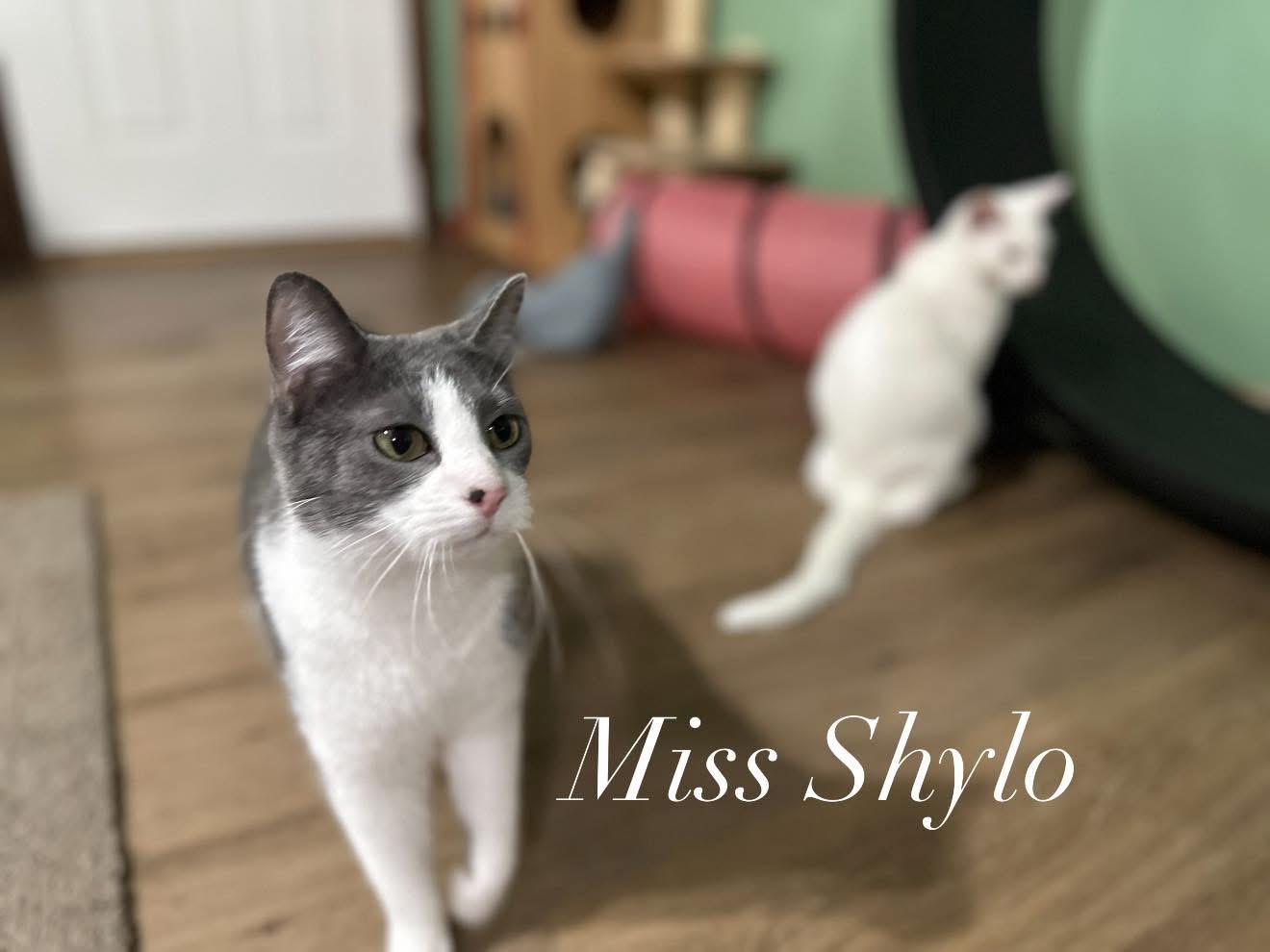 Shylo, Adoptable, Adult Female Manx.