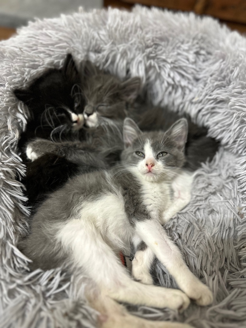 Shylo, a Adoptable mixed breed in Ellington, MO image 4/6