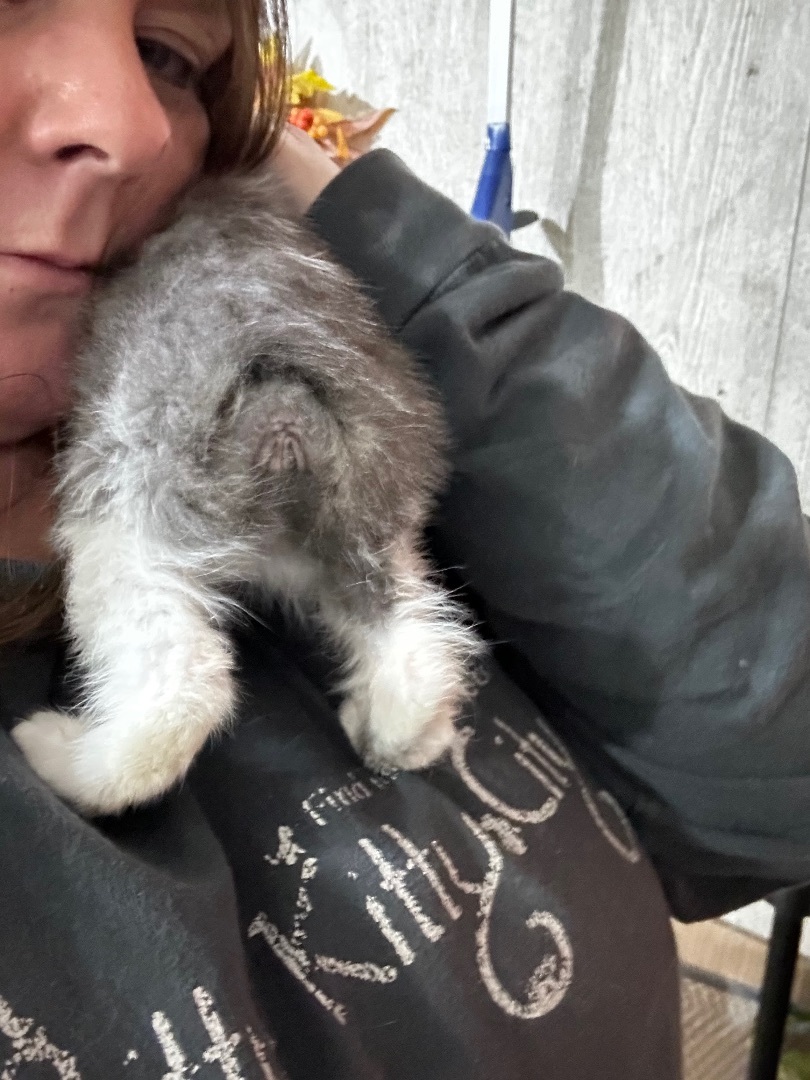 Shylo, a Adoptable mixed breed in Ellington, MO image 5/6