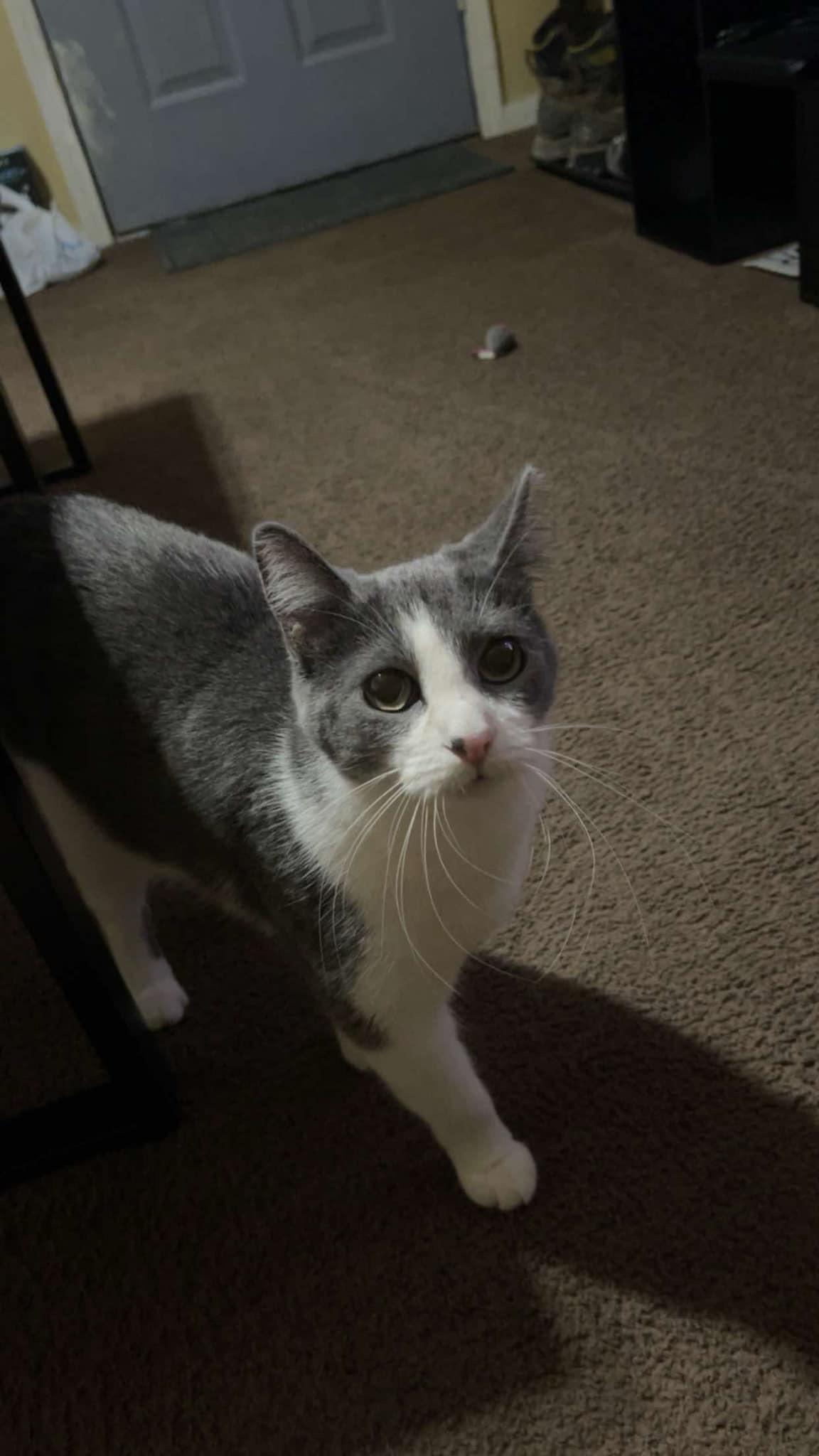 Shylo, an adoptable Manx in Ellington, MO, 63638 | Photo Image 3