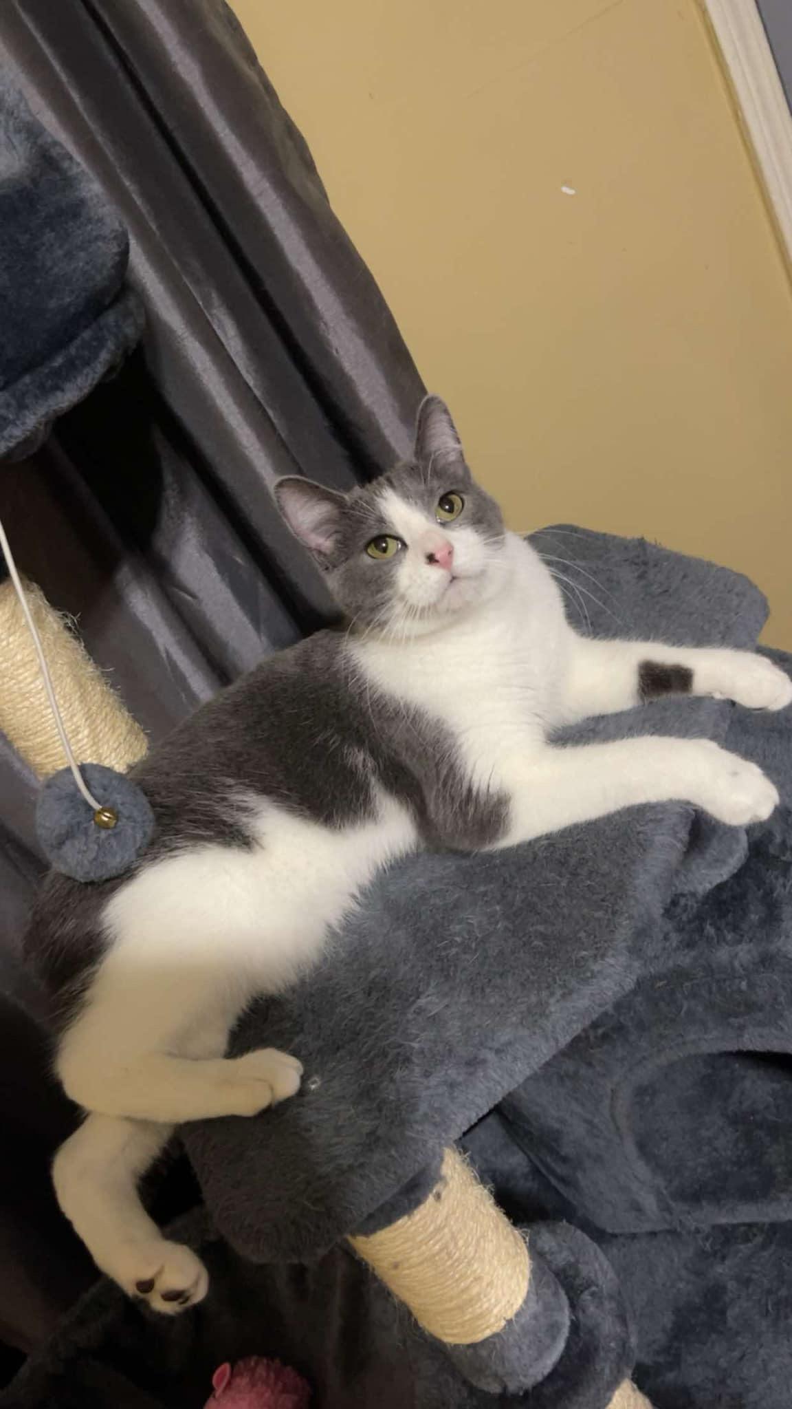 Shylo, an adoptable Manx in Ellington, MO, 63638 | Photo Image 2