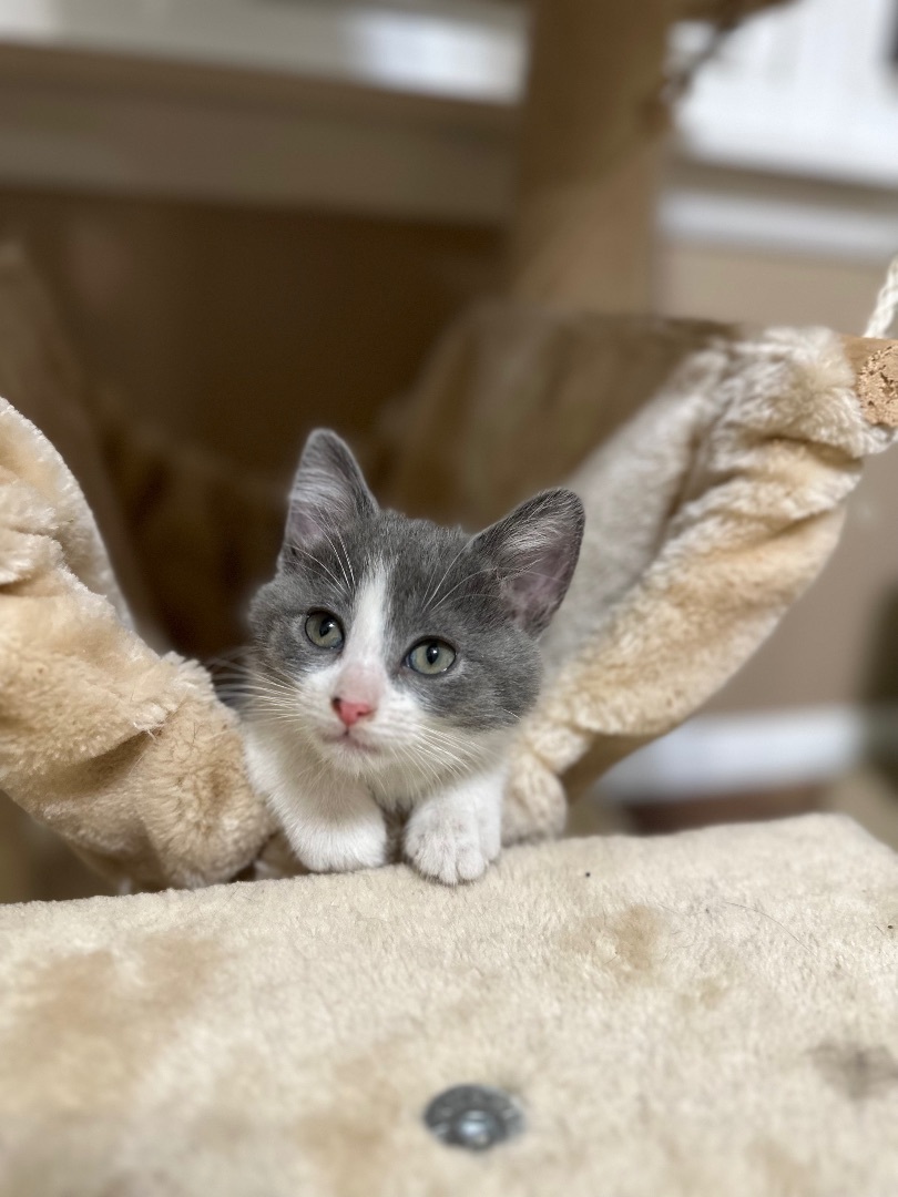 Shylo, an adoptable Manx in Ellington, MO, 63638 | Photo Image 6