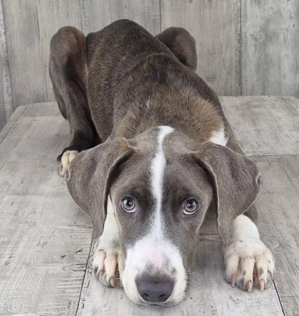 Bullet, Adoptable, Adult Male Pointer & Mixed Breed.