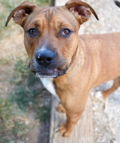 Enlarge Daisy Mae ~ SURVIVOR, a Adoptable mixed breed in Bowling Green, KY image 1/3