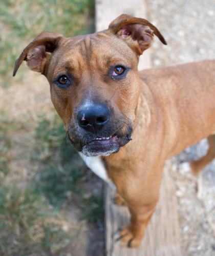 Enlarge Daisy Mae ~ SURVIVOR, a Adoptable mixed breed in Bowling Green, KY image 2/3