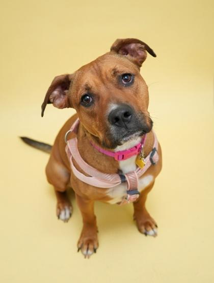 Enlarge Daisy Mae ~ SURVIVOR, a Adoptable mixed breed in Bowling Green, KY image 3/3