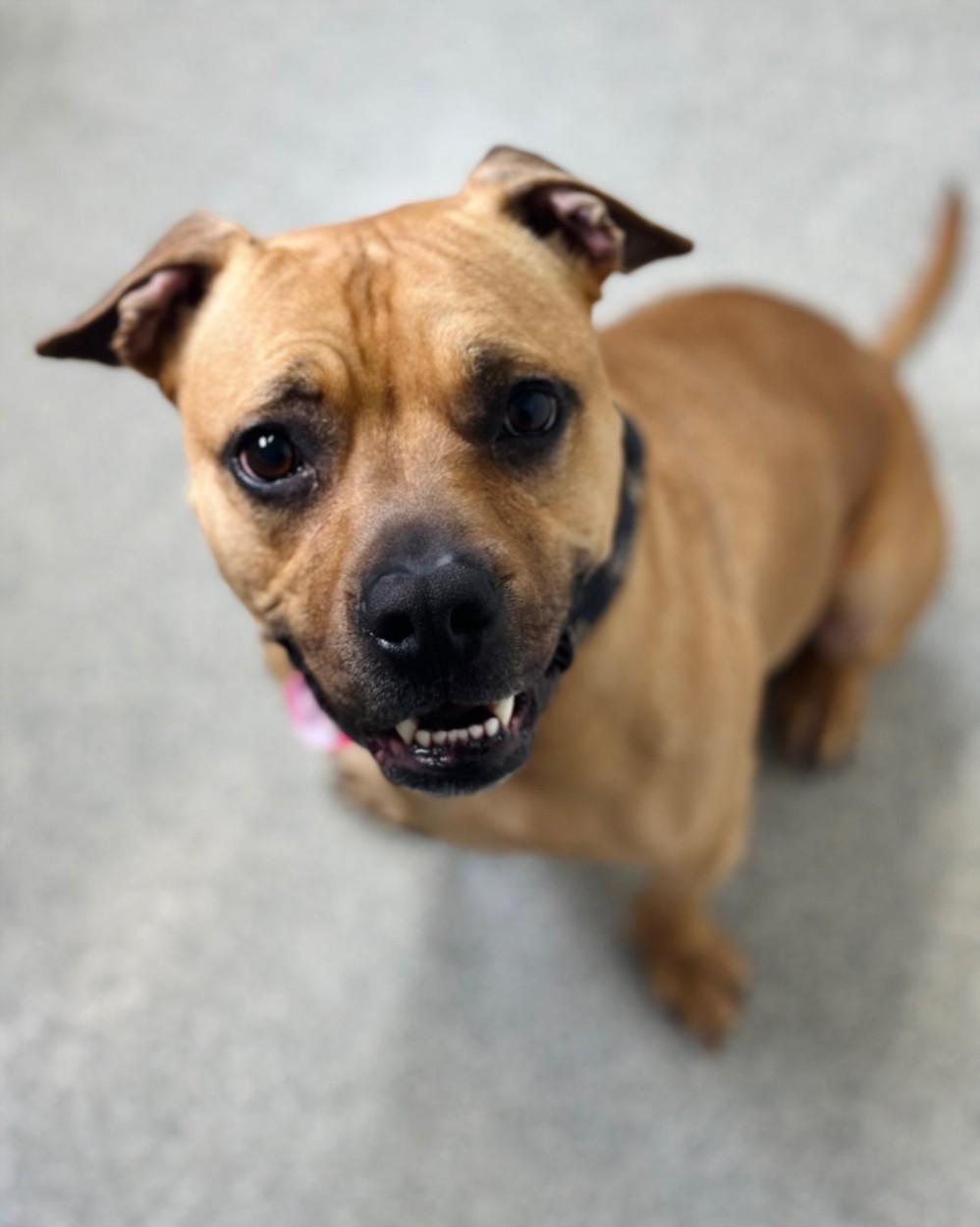 KONA, Adoptable, Adult Female Boxer & Mixed Breed.