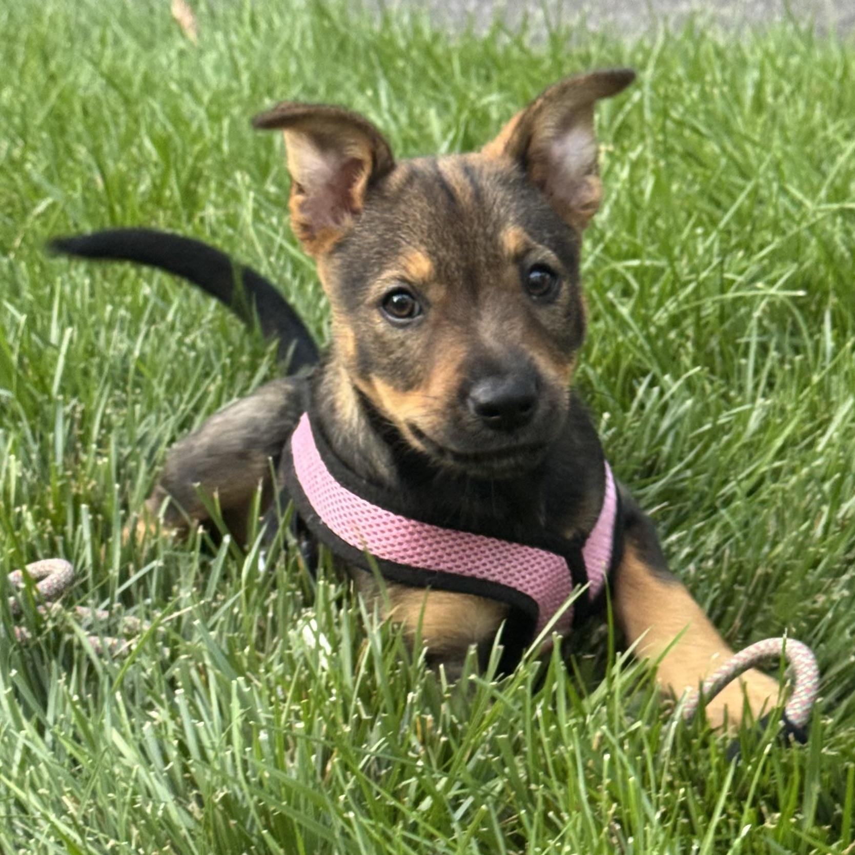 Foxy, an adopted mixed breed in Ellicott City, MD image 3/6