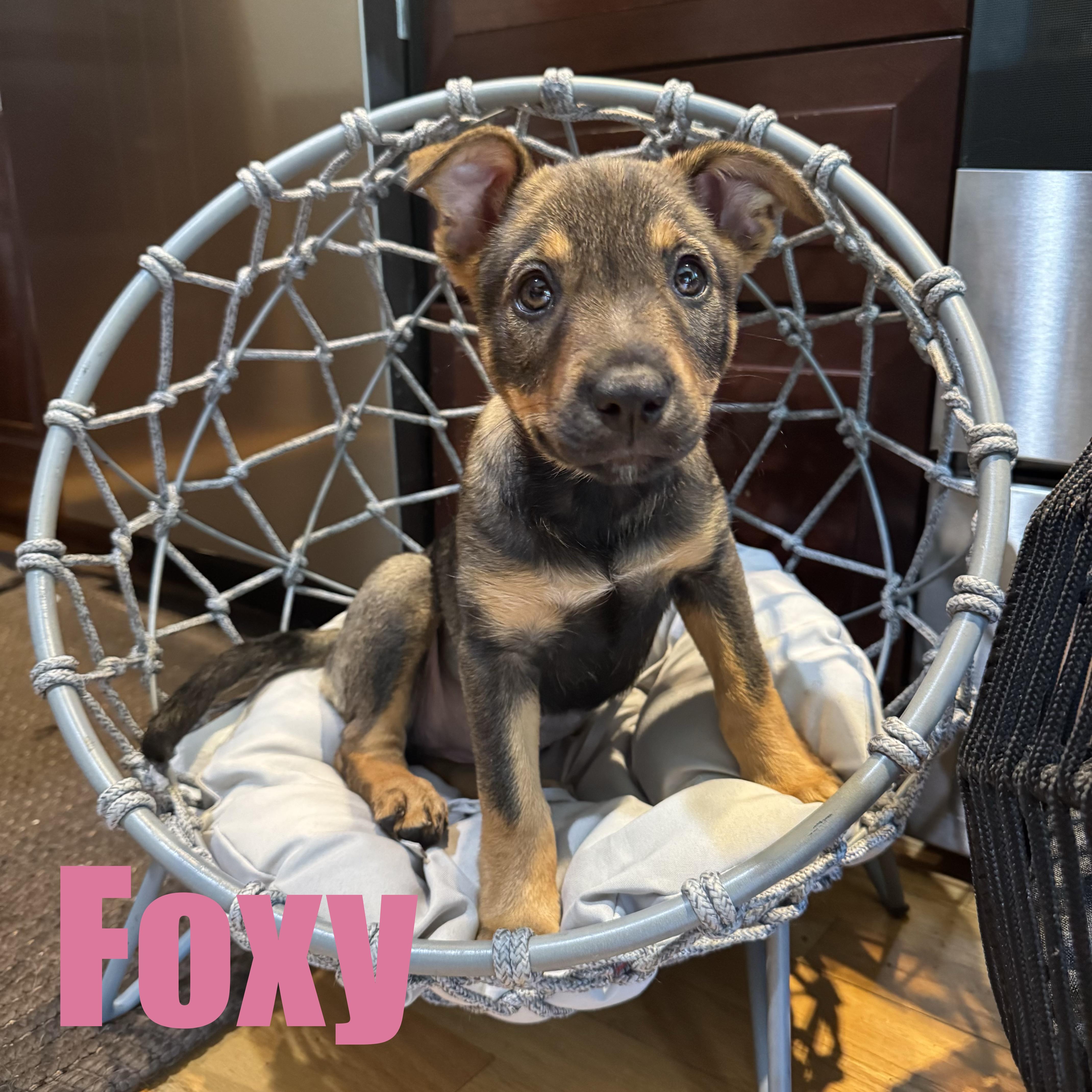 Foxy, an adopted mixed breed in Ellicott City, MD image 5/6