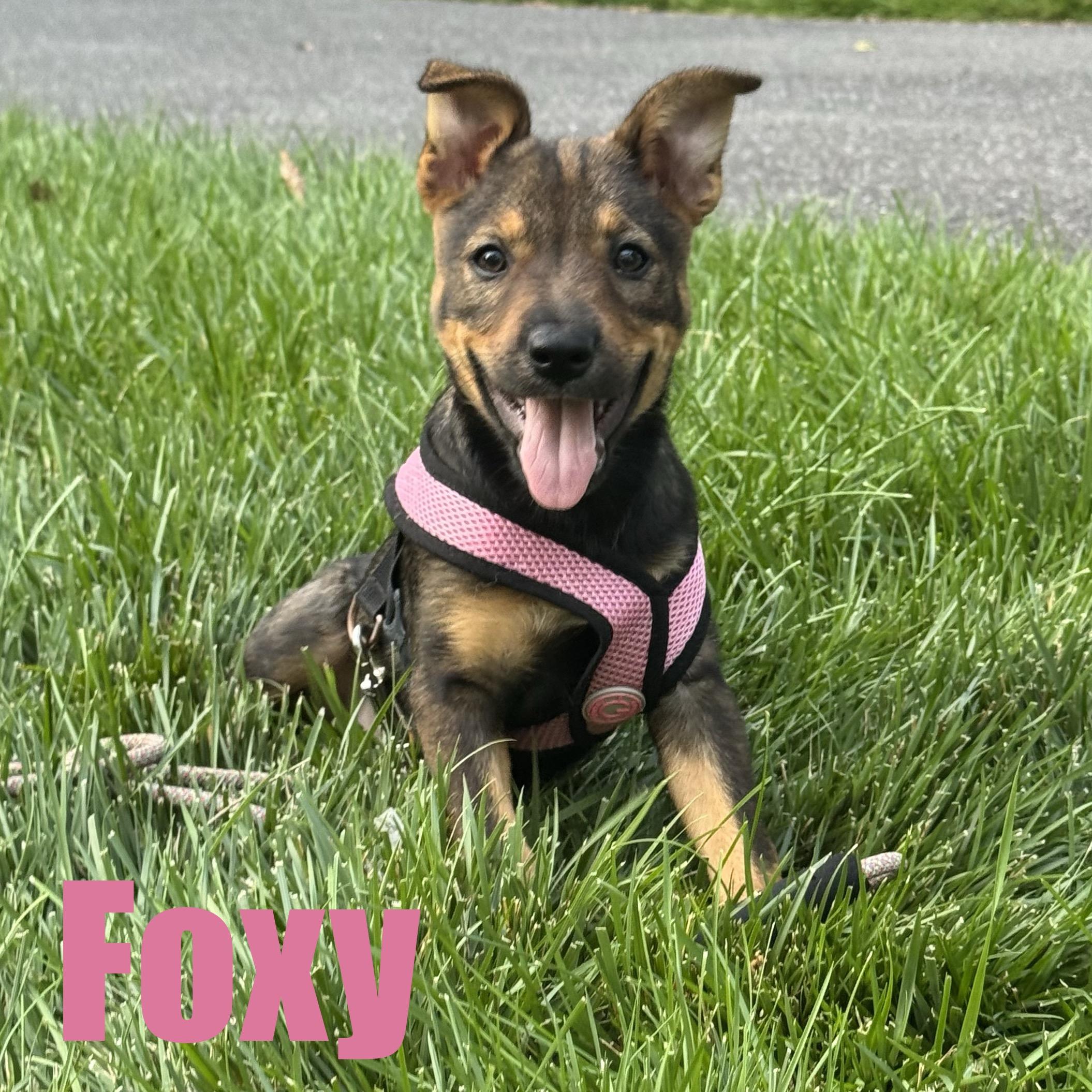 Foxy, adopted, Puppy Female Hound & Mixed Breed.