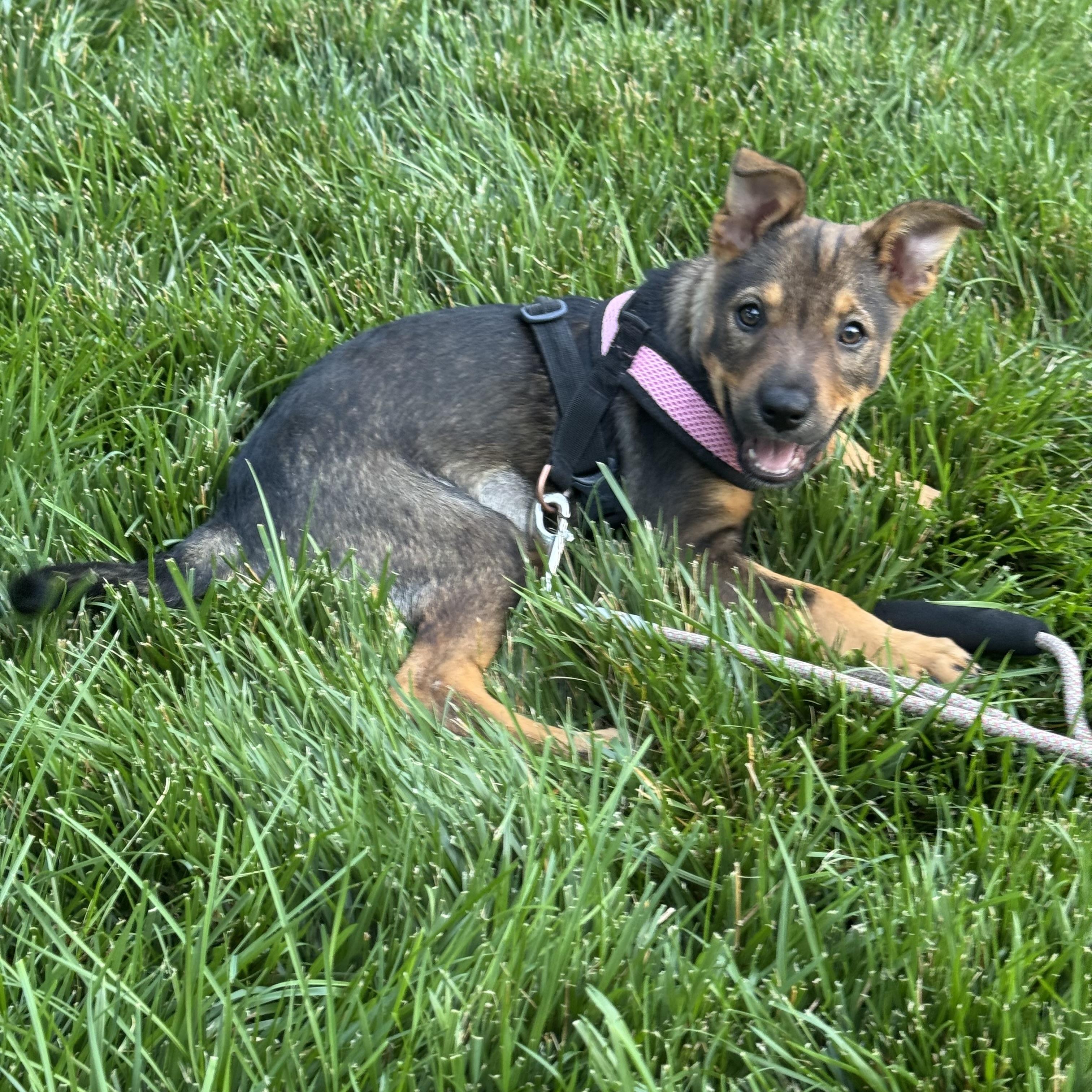 Foxy, an adopted mixed breed in Ellicott City, MD image 6/6
