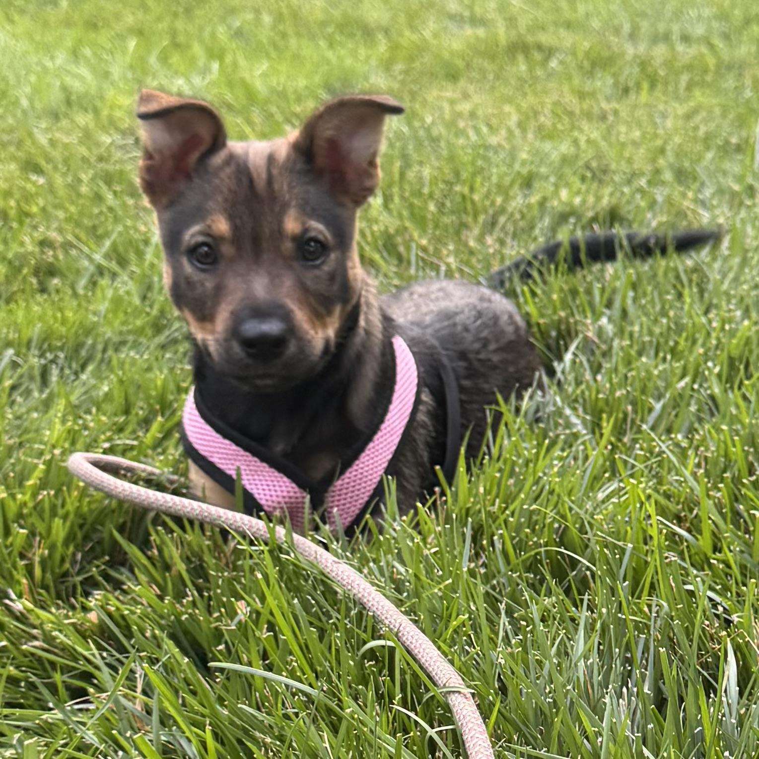Foxy, an adopted mixed breed in Ellicott City, MD image 2/6