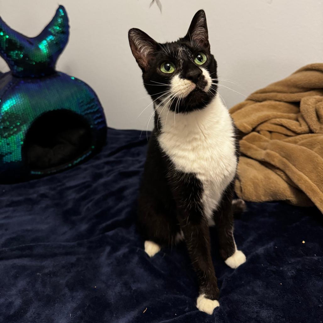 Tiny Tim, a Adoptable Domestic Short Hair in Tacoma, WA image 1/2