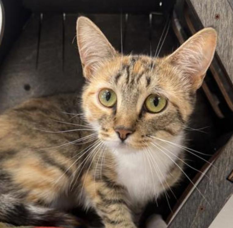 Biscuit, Adult Female Domestic Short Hair