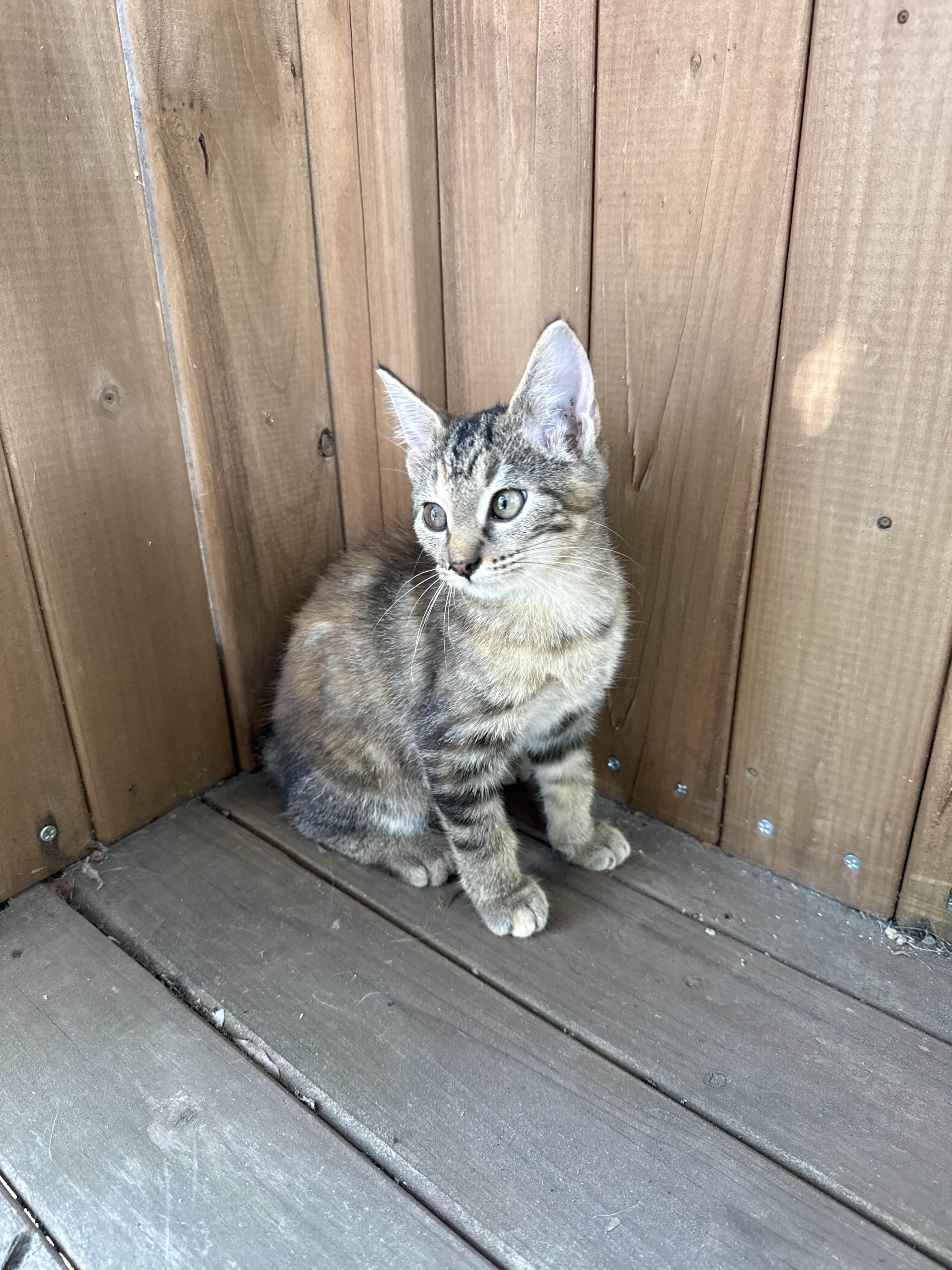 Pria, a Adoptable mixed breed in Kent, WA image 3/5