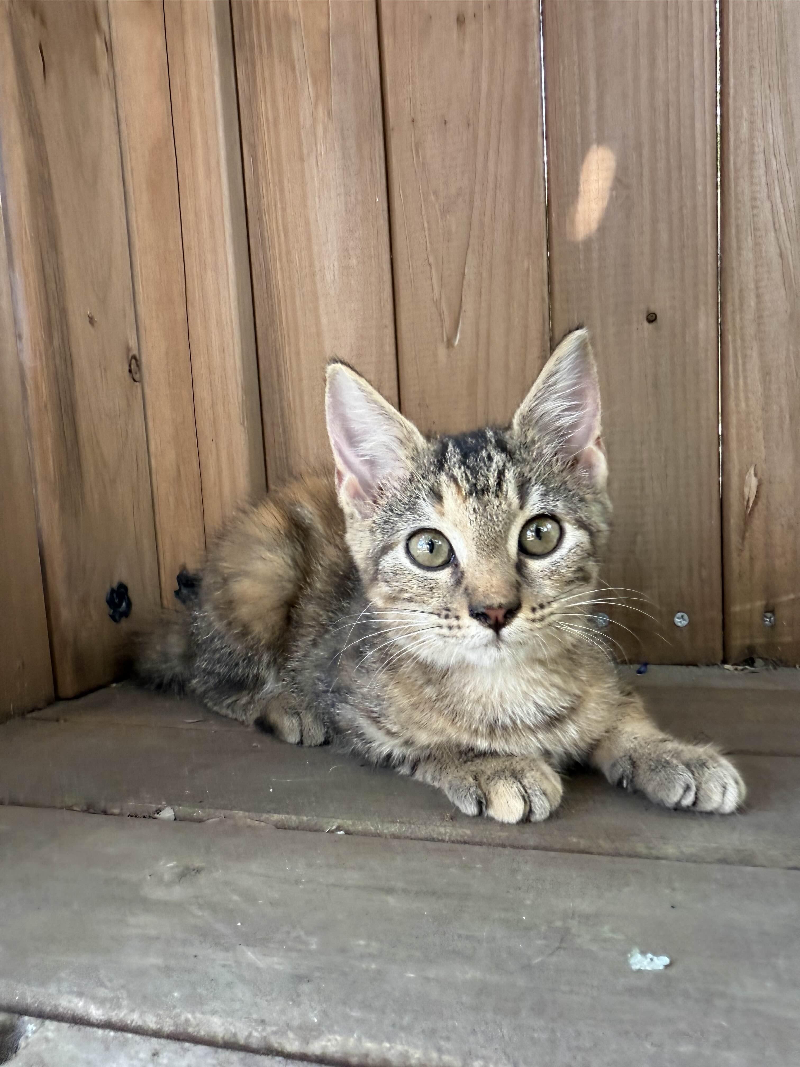 Pria, a Adoptable mixed breed in Kent, WA image 4/5