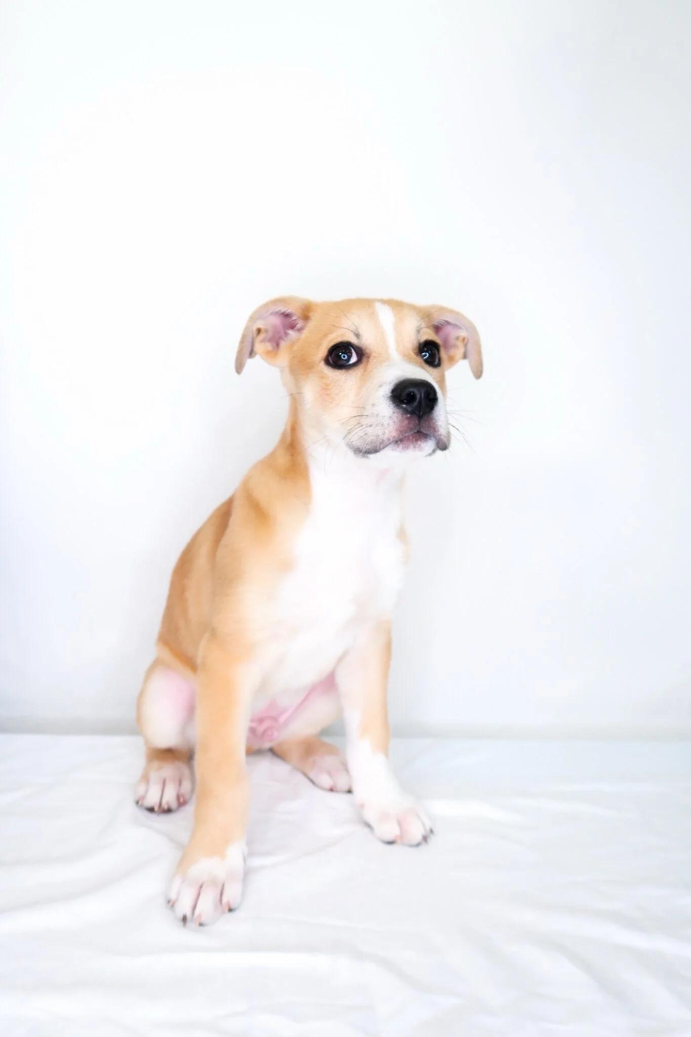 Enlarge Guthrie, a Adoptable mixed breed in Bixby, OK image 3/6