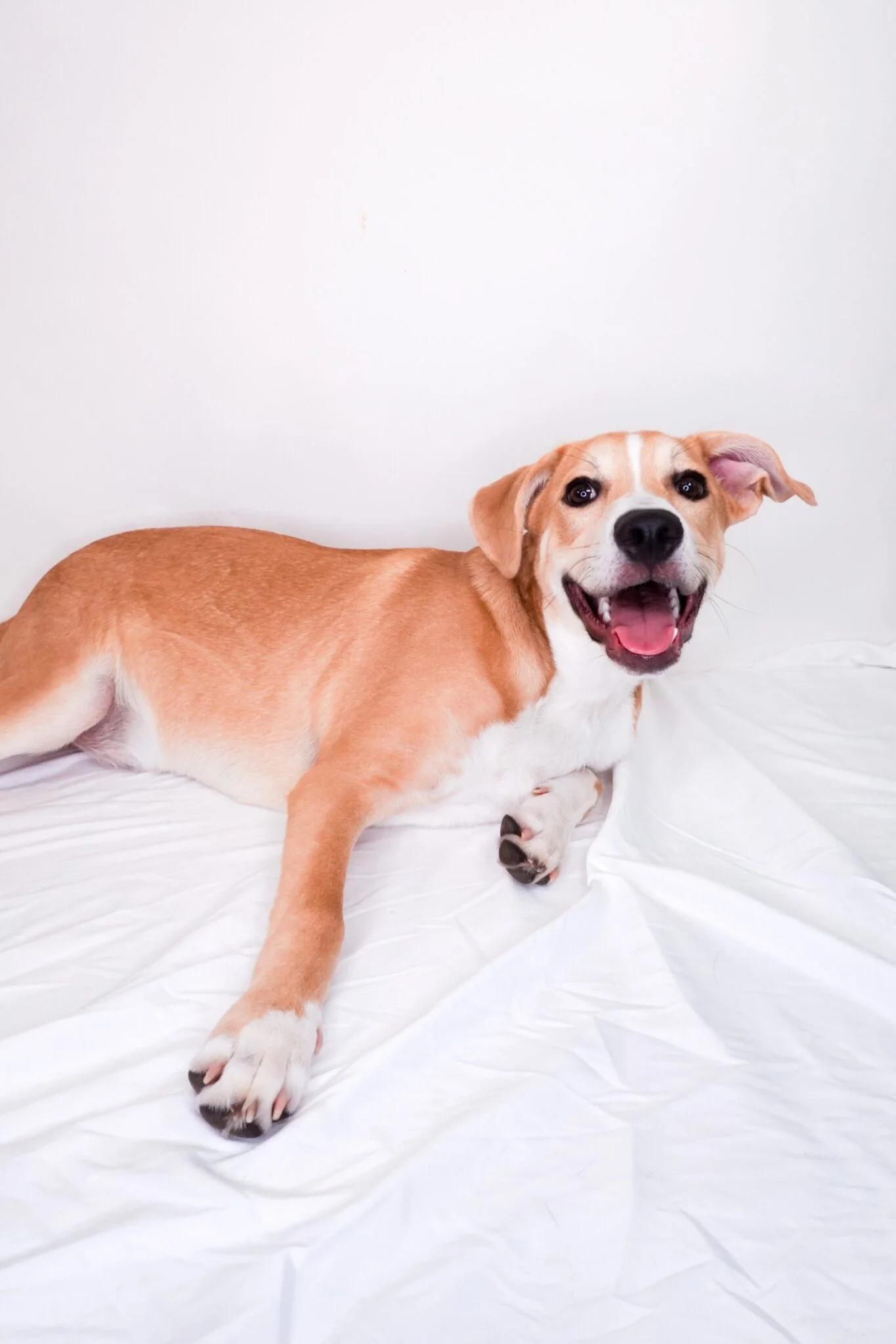 Guthrie, an adoptable mixed breed in Bixby, OK image 2/6