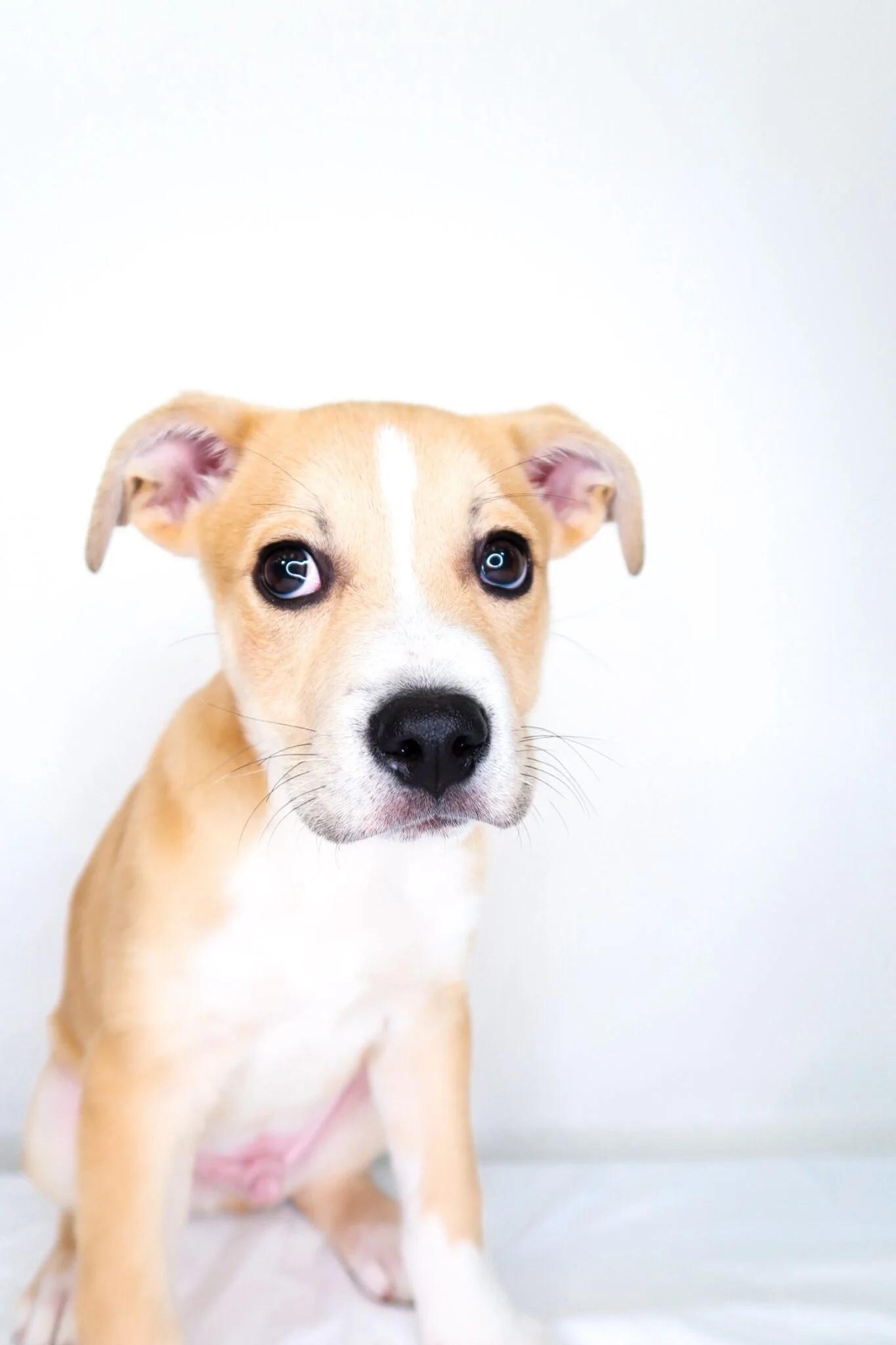 Enlarge Guthrie, a Adoptable mixed breed in Bixby, OK image 5/6