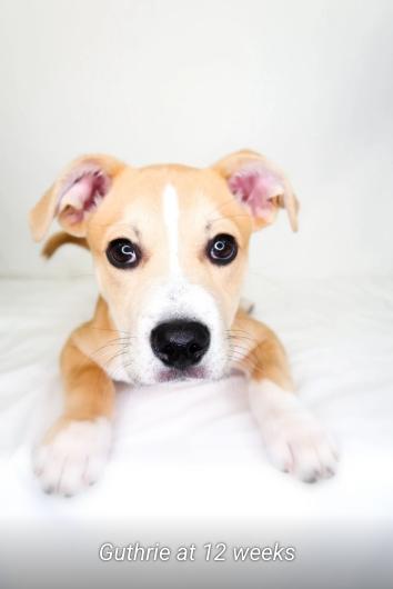 Enlarge Guthrie, an adoptable mixed breed in Bixby, OK image 5/6