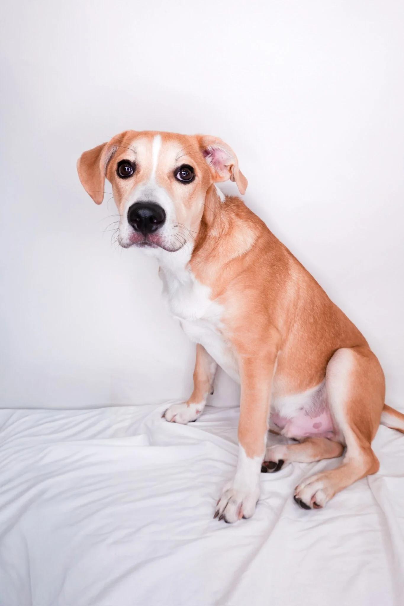 Guthrie, adoptable, Young Male Shepherd.