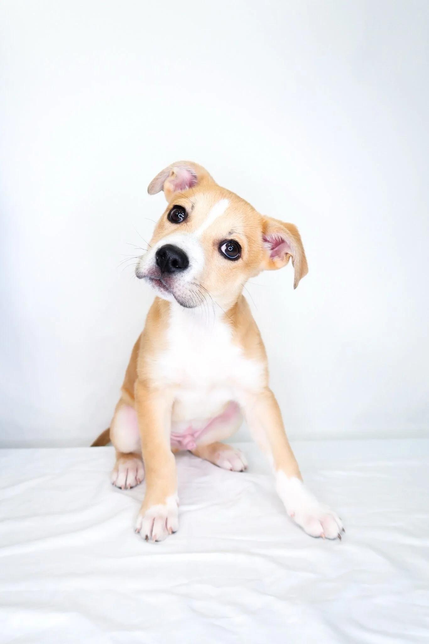 Enlarge Guthrie, a Adoptable mixed breed in Bixby, OK image 1/6