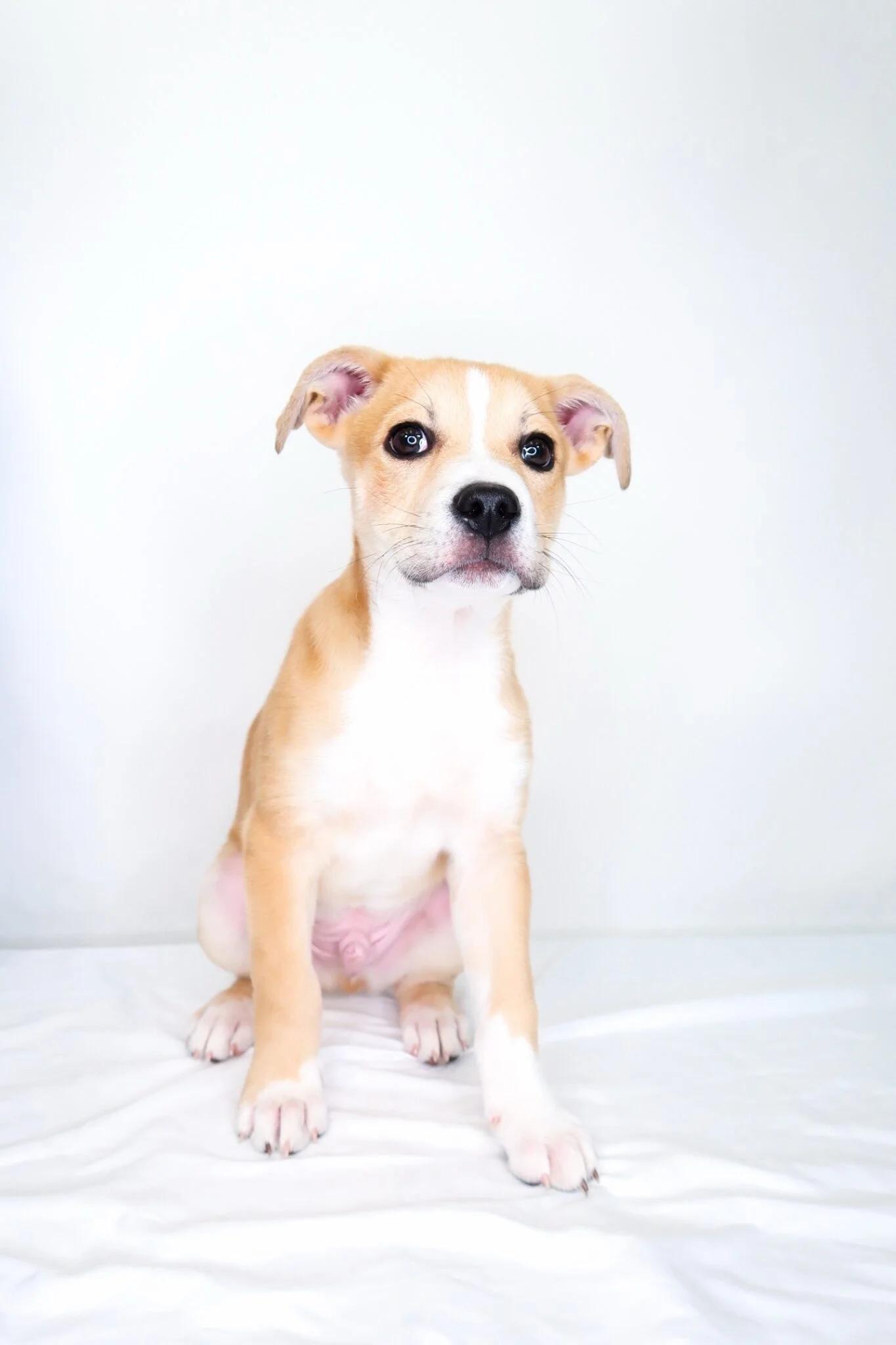 Enlarge Guthrie, a Adoptable mixed breed in Bixby, OK image 4/6